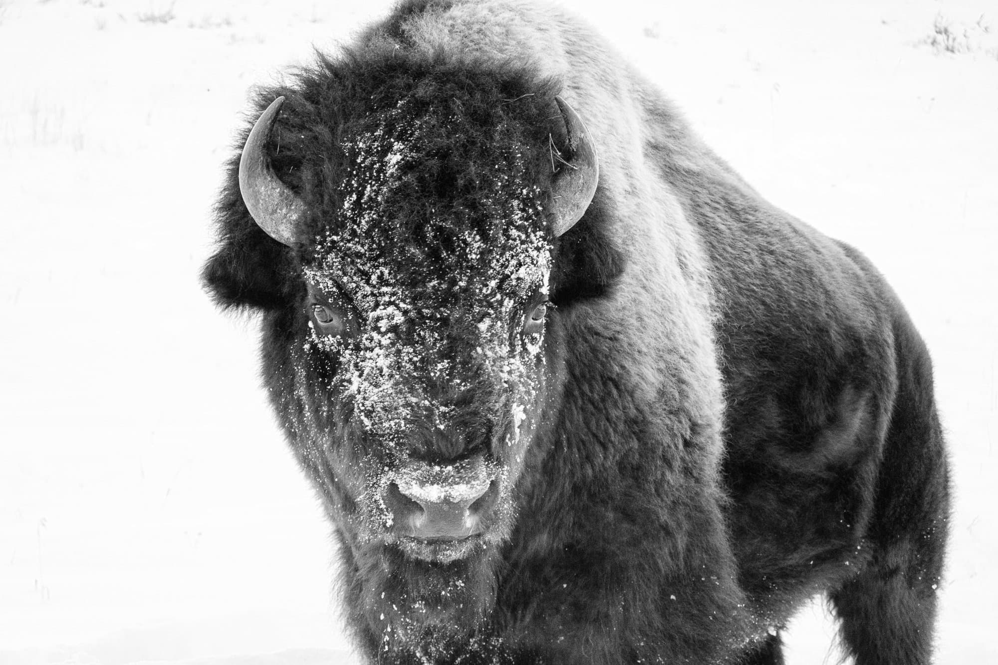 Bison